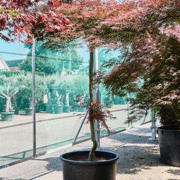 Acer pal. diss. 'Garnet' Stem