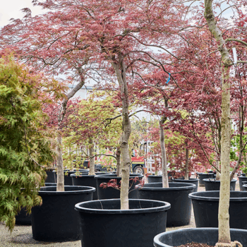 Acer pal. diss 'Ornatum' Stem