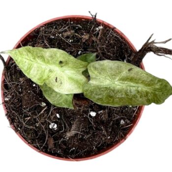 Alocasia Polly Yellow Variegata