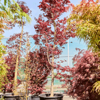 Acer pal. 'Fire Glow' Stem