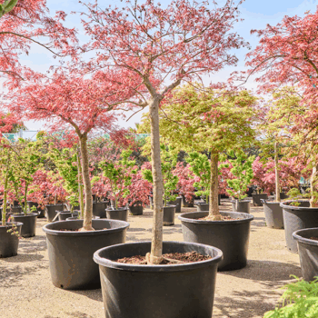 Acer pal. diss. 'Inaba-shidare' Stem