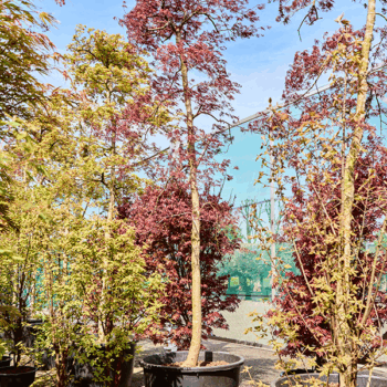 Acer pal. diss. 'Inaba-shidare' (380-420) Stem