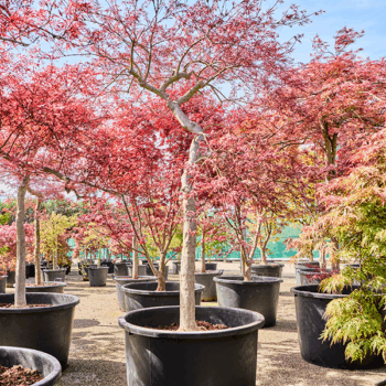 Acer pal. diss. 'Inaba-shidare' Stem