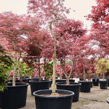 Acer pal. diss. 'Inaba-shidare' Stem