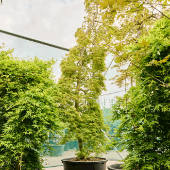 Acer pal. diss. 'Viridis' Stem