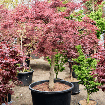 Acer pal. diss. 'Stella Rossa' Stem