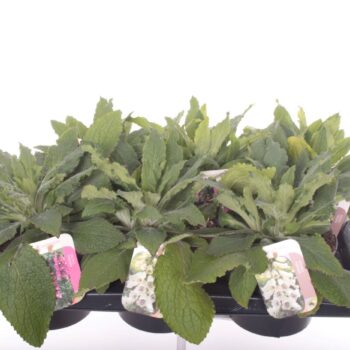 Digitalis purpurea mix