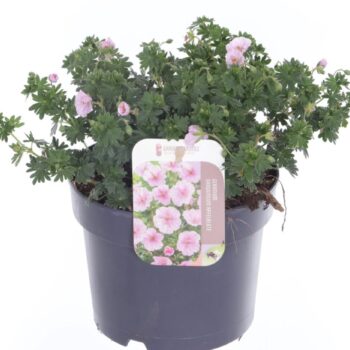 Geranium sang. Apfelblute