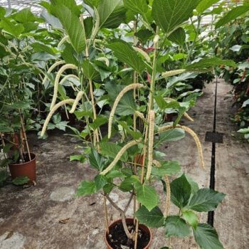 Acalypha hispida alba