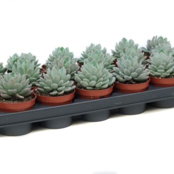 Echeveria Elegans