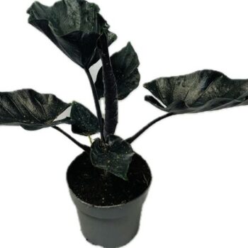 Alocasia Antoro Velvet 14 cm