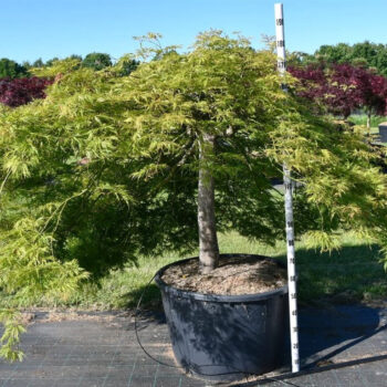 Acer pal. 'Green Lace'