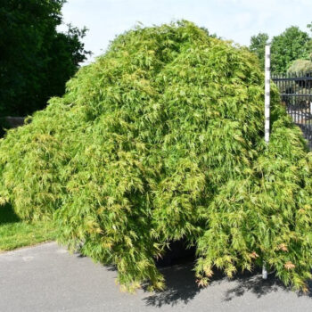 Acer pal. 'Green Lace'