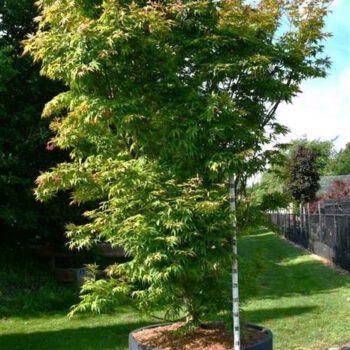 Acer pal. 'Osakazuki'