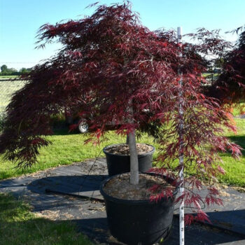 Acer pal. 'Stella Rossa'