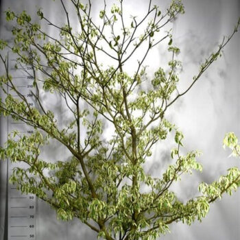 Cornus controversa 'Variegata'