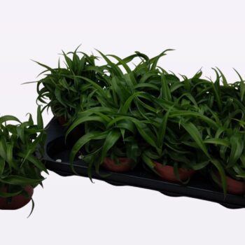 Chlorophytum Com 'Green Bonnie'