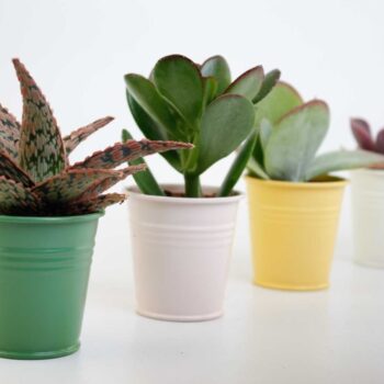 Succulenten mix in Sylwia zink