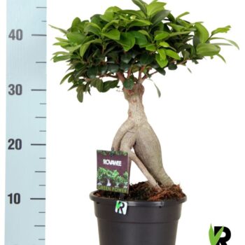 Ficus micr. Ginseng in kunststof pot