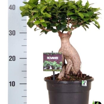 Ficus micr. Ginseng in kunststof pot