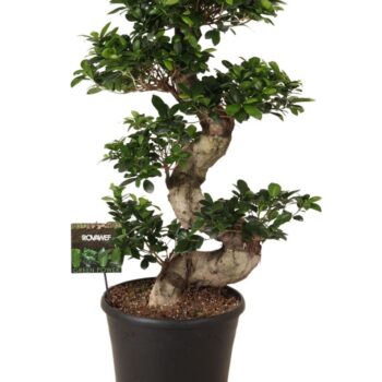 Ficus micr. S-type
