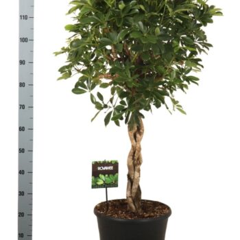 Schefflera arb. Compacta zware vlecht