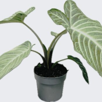 Xanthozoma 14 cm MINT