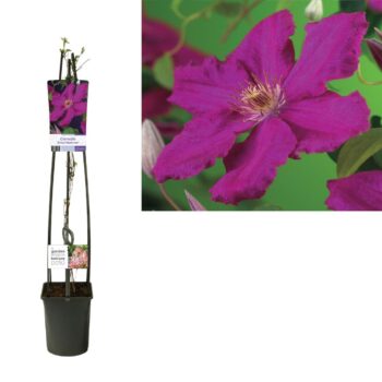 Clematis 'Ernest Markham' +light label