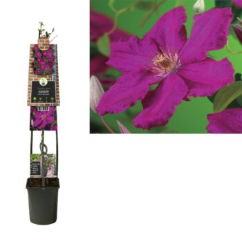 Clematis 'Ernest Markham' +3.0 label