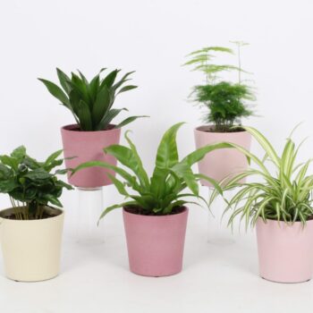 Groen Mix 12cm - Classic - Joy mix