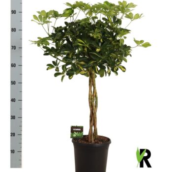 Schefflera arb. Gold Capella gevlochten stam