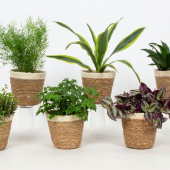 Groen Mix 12cm - Classic - Yves