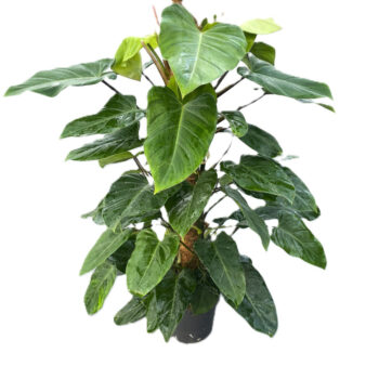 Philodendron 'Emerald Queen'