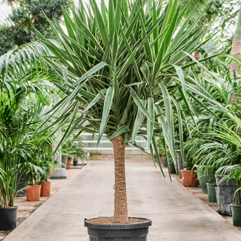 Yucca elephantipes 'Puck' (200-220) Stem