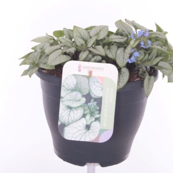 Brunnera Silver Spear