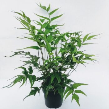 Cyrtomium devexiscapulae