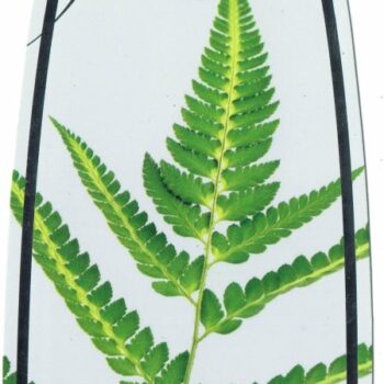 Arachnoides aristata 'Variegata'