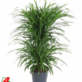 Dracaena Anita Varriegata Carrousel
