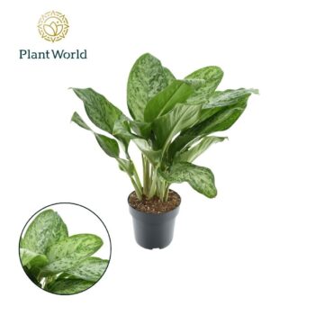 Aglaonema Greenlight (Decorum) 21cm