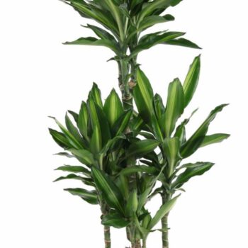 Dracaena Cintho 60-carrousel