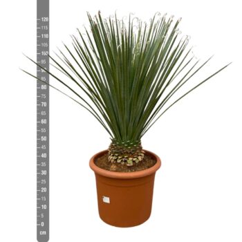 Dasylirion Longissimum - 130cm