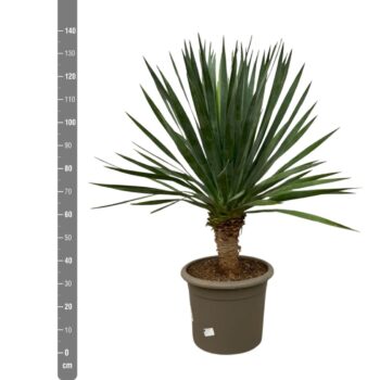 Dracaena Draco - 140cm