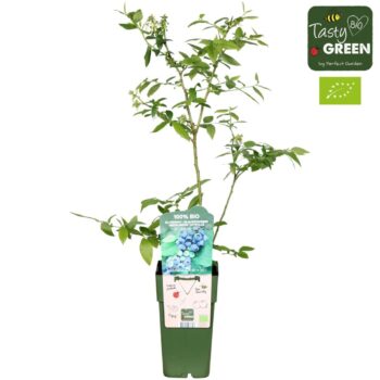 Vaccinium corymbosum 'Reka' Bio P15