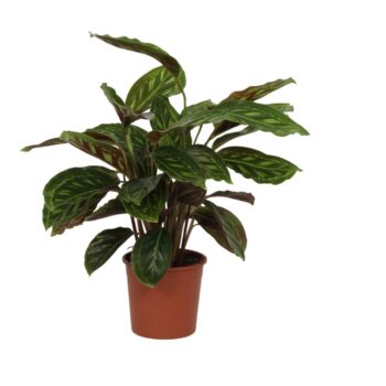 Calathea Shinestar