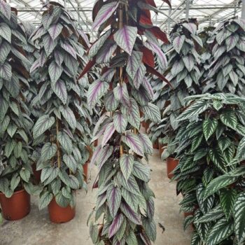 Cissus Violet Vine piramide