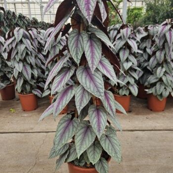 Cissus Violet Vine piramide