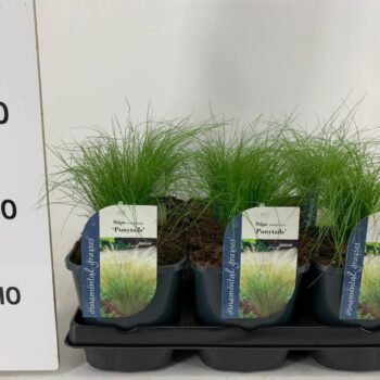 Stipa tennuissima Ponytails