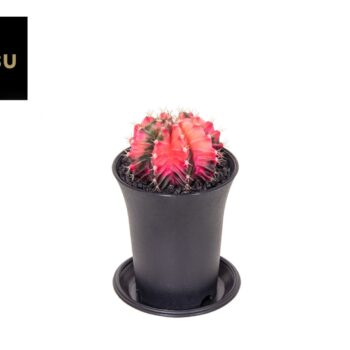 Gymno Cactus 'Variegated' EXTRA COLORED