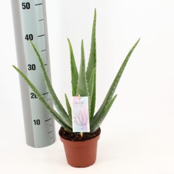 Aloe Vera P14