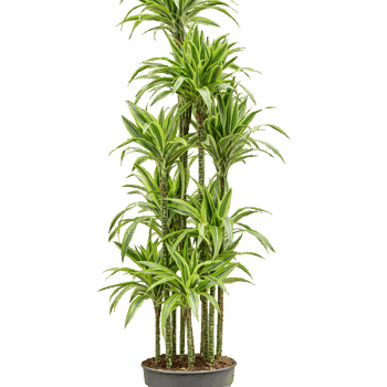 Dracaena fragrans 'Lemon Lime' Carrousel